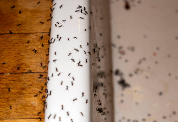 Best Pest Control Near Me in Bartonsville, MD