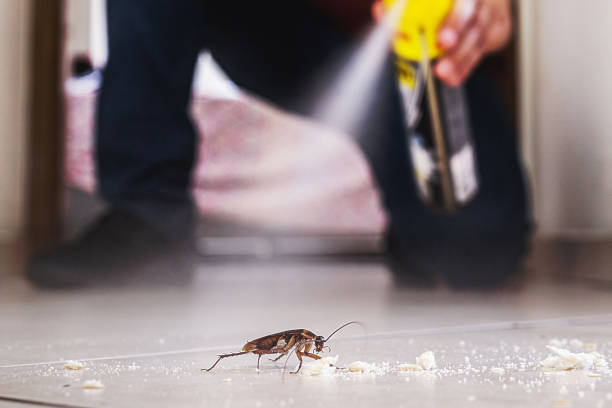Best Rat Extermination Near Me  in Bartonsville, MD